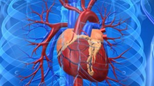 360165_Fat metabolism-alteration-heart disease