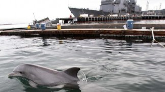 Russian and American military dolphins might face off this year