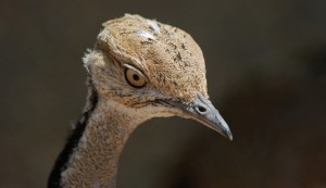 Saudi prince hunted over 2,000 endangered houbara bustards