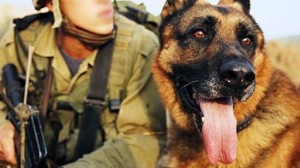 376034_Israel-dogs